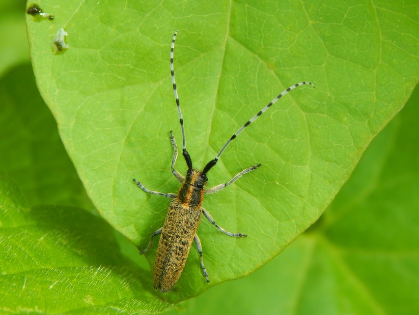 Agapanthia villosoviridescens - fehérgyűrűs bogáncscincér