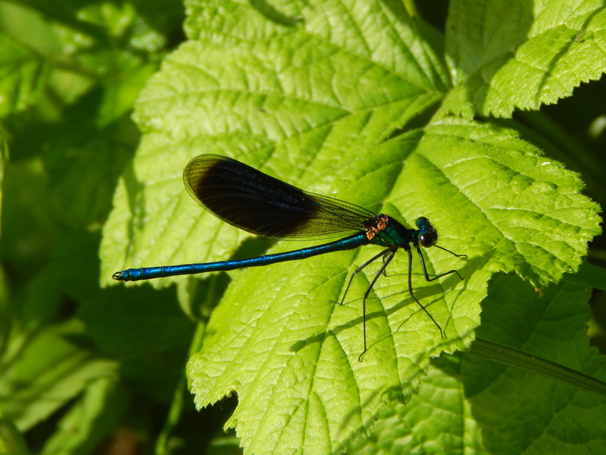 Calopteryx splendens - sávos szitakötő