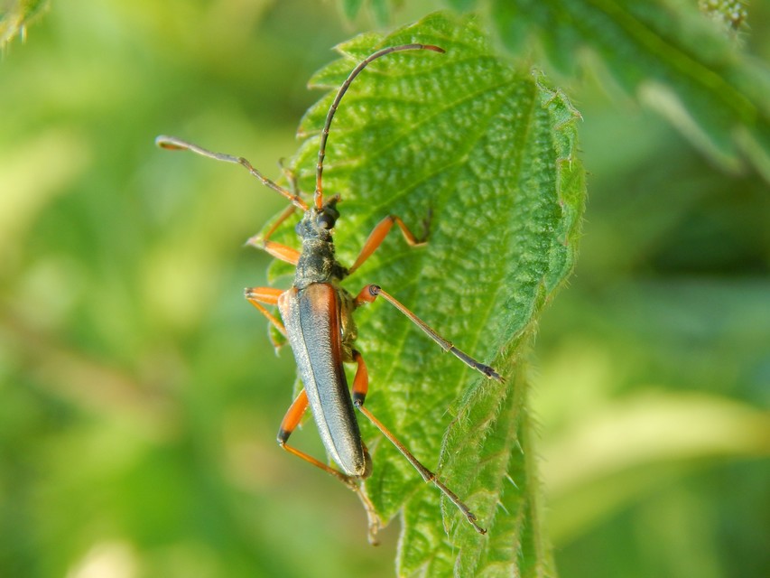 Stenocorus meridianus - fűz-gyökércincér