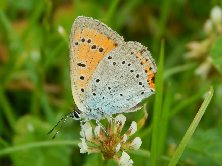 Lycaena dispar rutilus - nagy tűzlepke