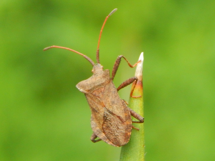 Coreus marginatus - közönséges karimáspoloska