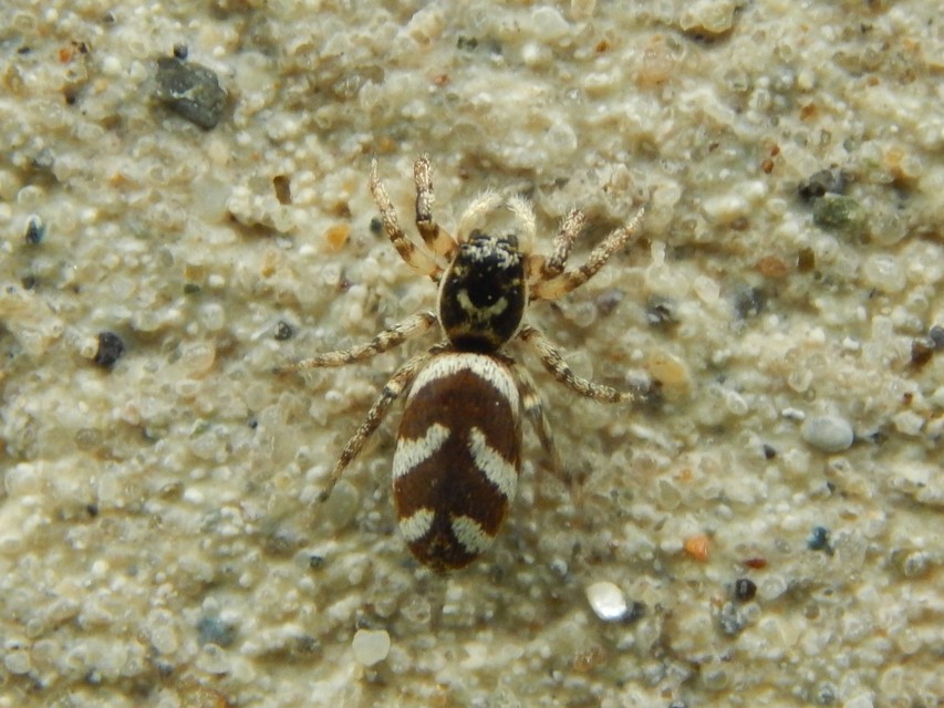 Salticus
