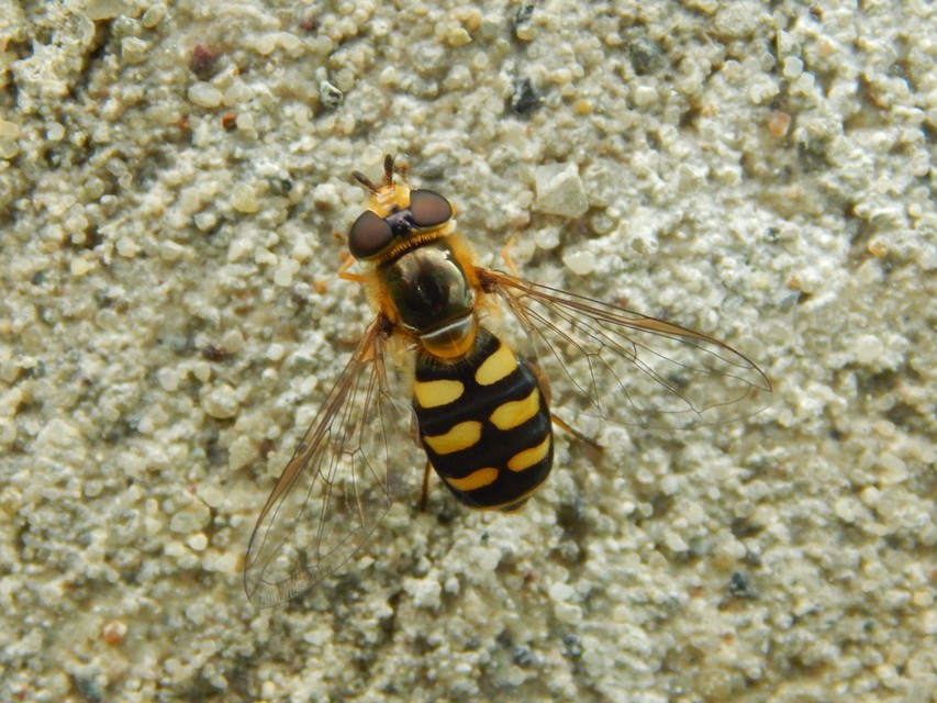 Syrphus