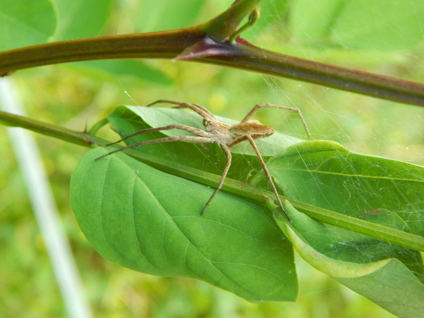 Pisaura mirabilis - csodáspók