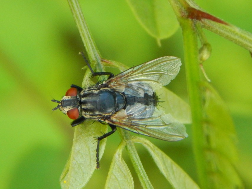 Sarcophagidae - húslégyfélék