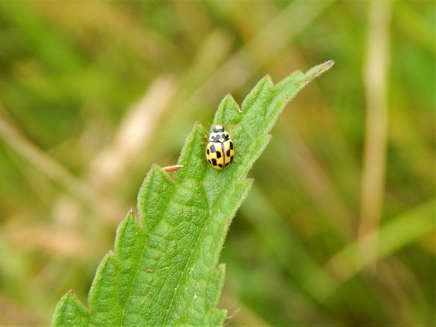 Propylea quatuordecimpunctata - tizennégypettyes füsskata