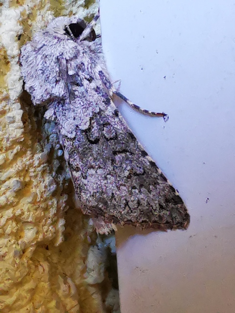 Hecatera dysodea - parajbagoly