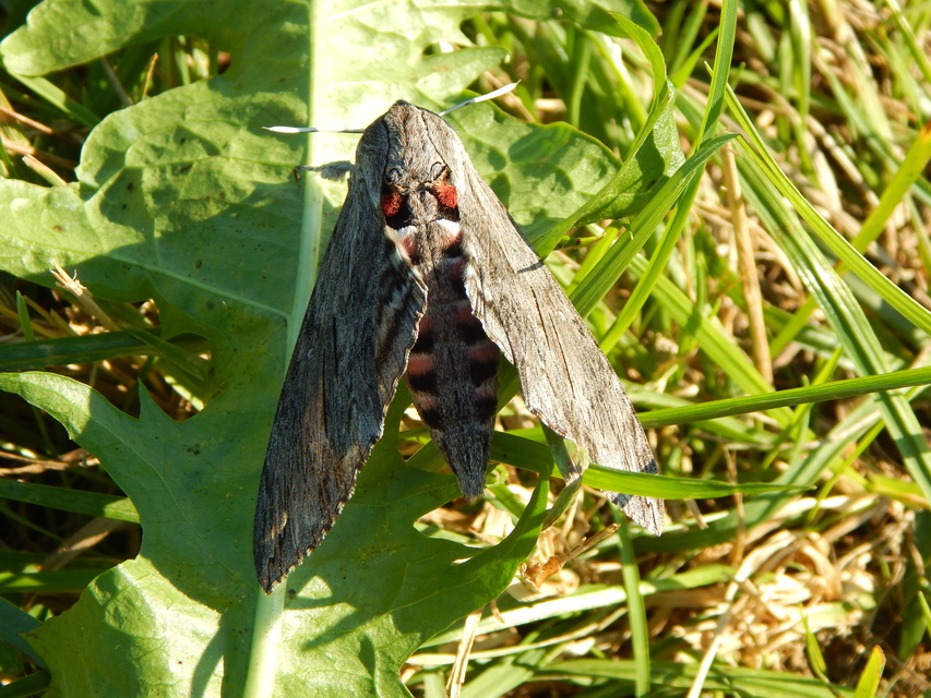 Agrius convolvuli - szulákszender