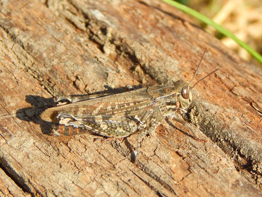 Calliptamus italicus - olaszsáska