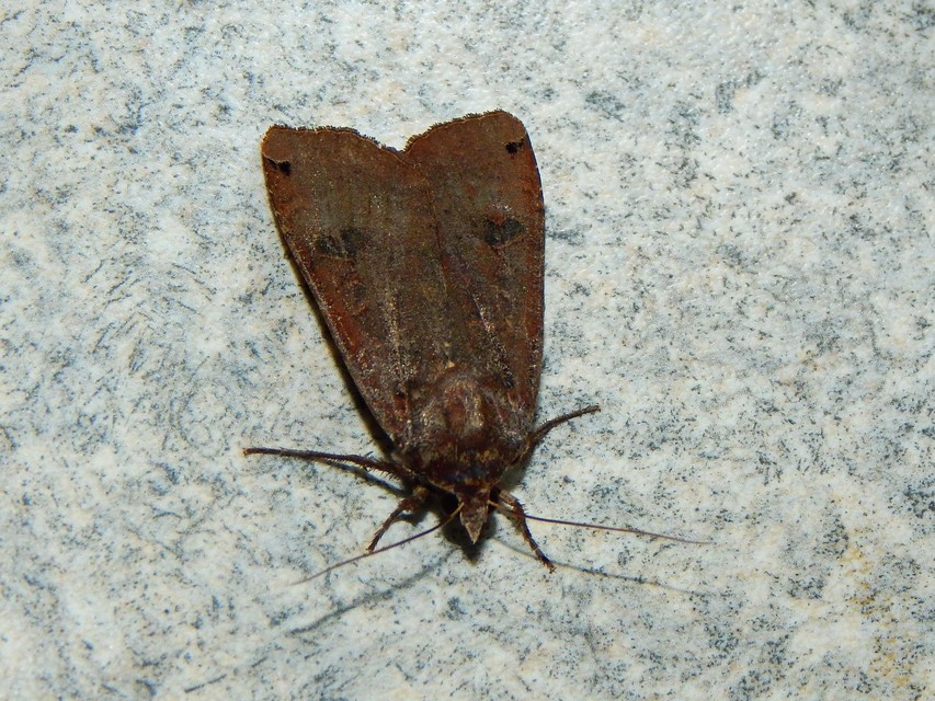 Noctua pronuba - nagy sárgafűbagoly