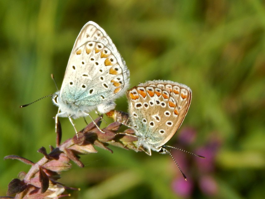 Polyommatus icarus - közönséges boglárka