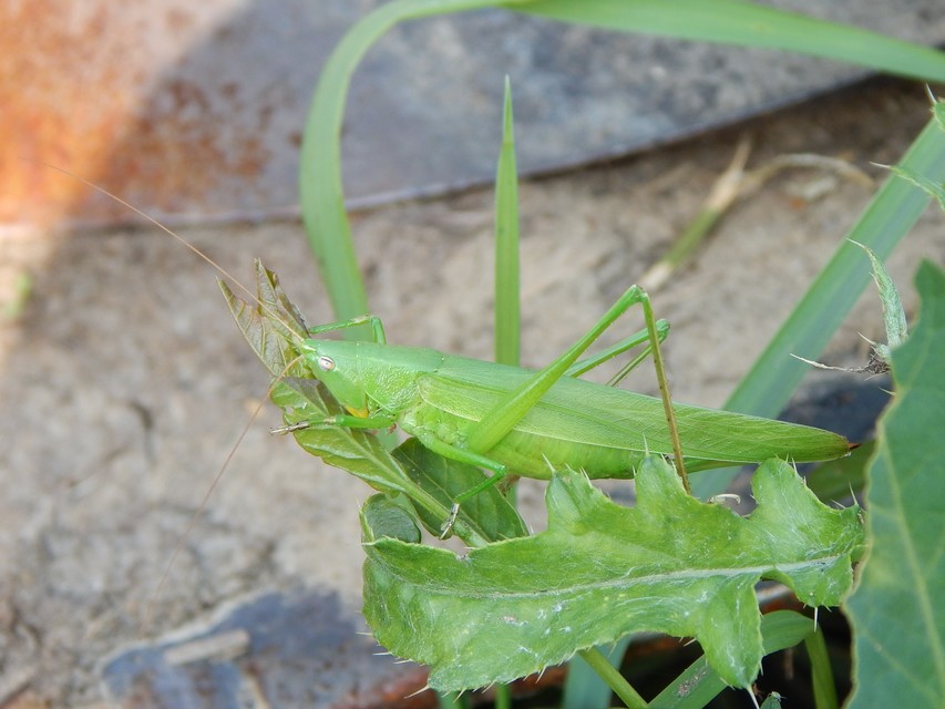 Ruspolia nitidula - nagy kúpfejűszöcske