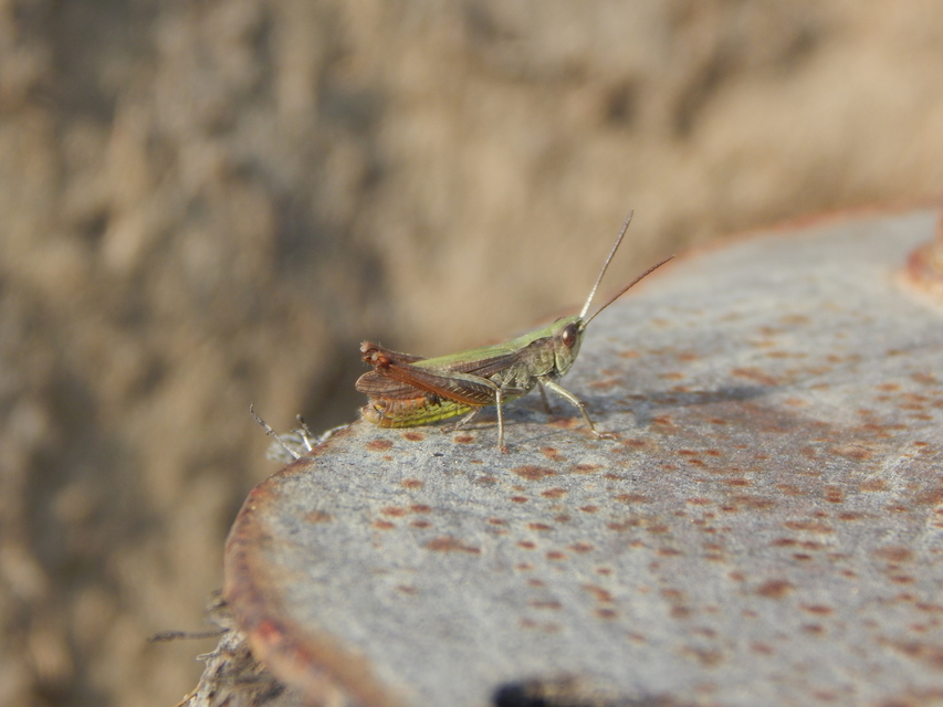 Chorthippus dorsatus - hátas rétisáska