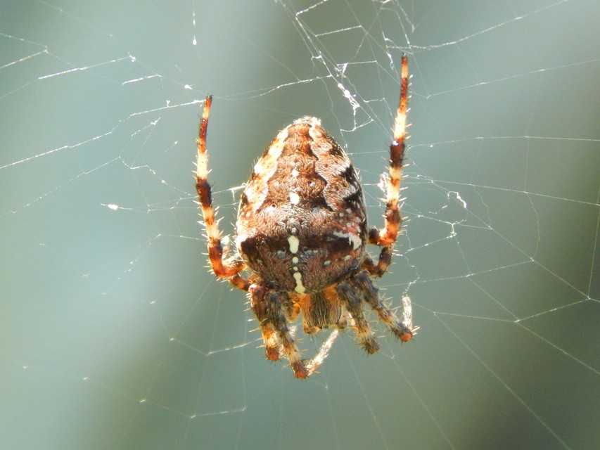 Araneus diadematus - koronás keresztespók