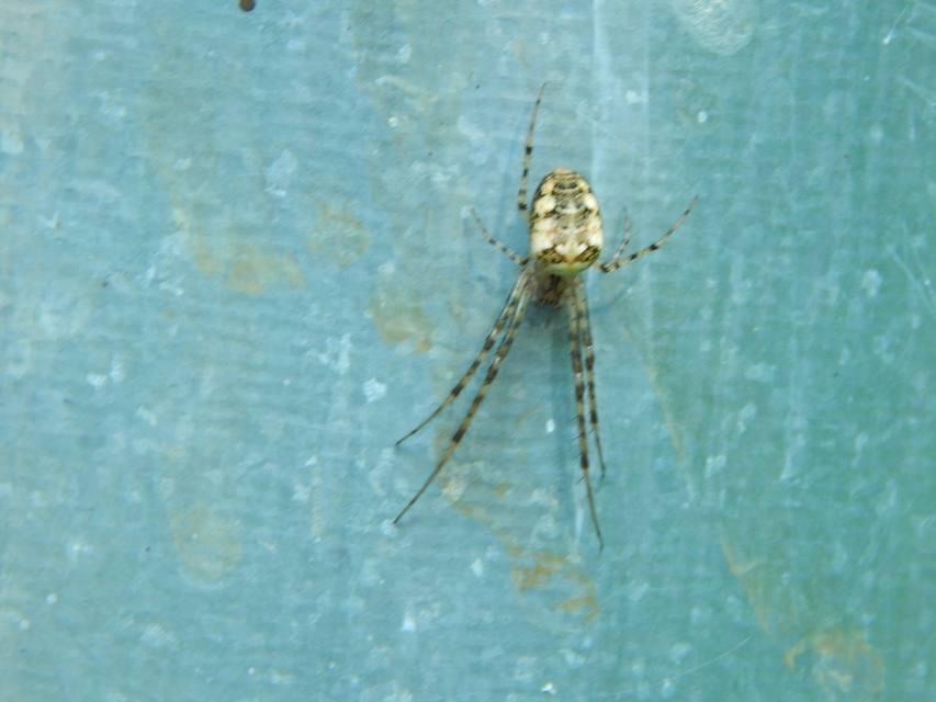 Metellina segmentata/mengei