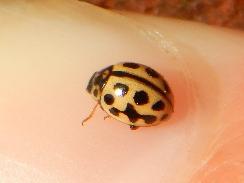 Tytthaspis sedecimpunctata - tizenhatpettyes katica