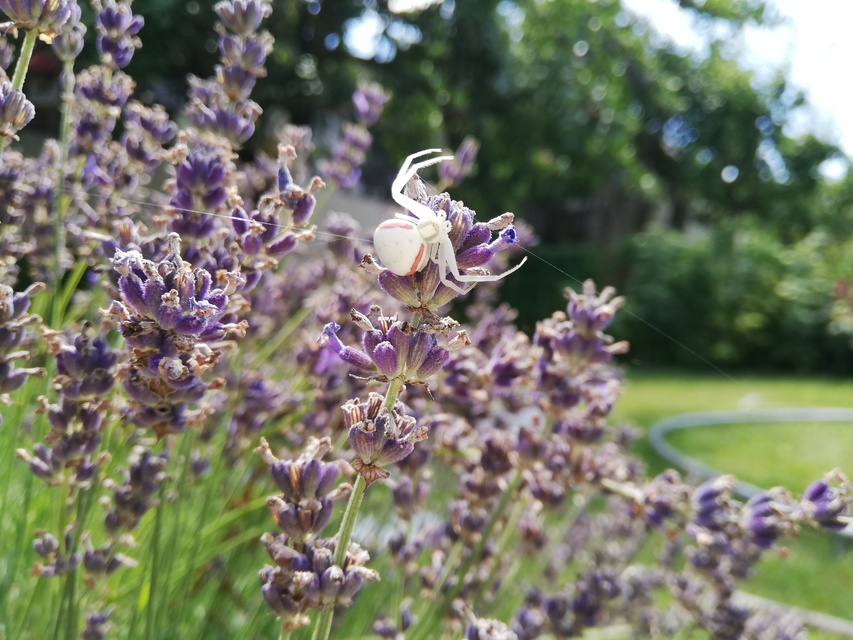 Misumena vatia - viráglakó karolópók