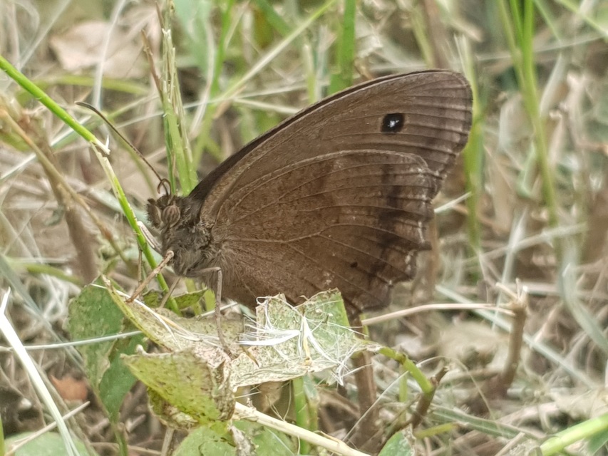 Minois dryas - fekete szemeslepke