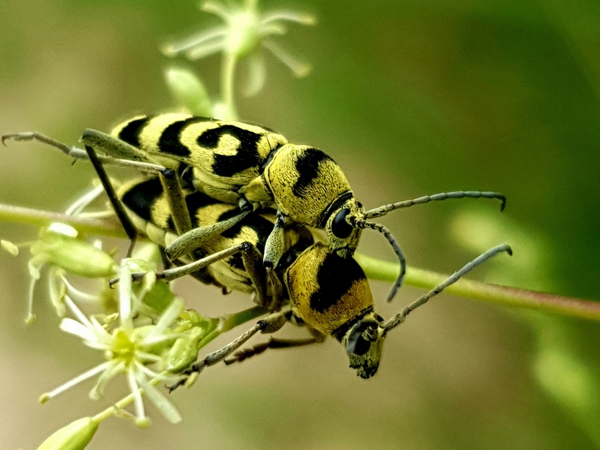 Chlorophorus varius - díszes darázscincér