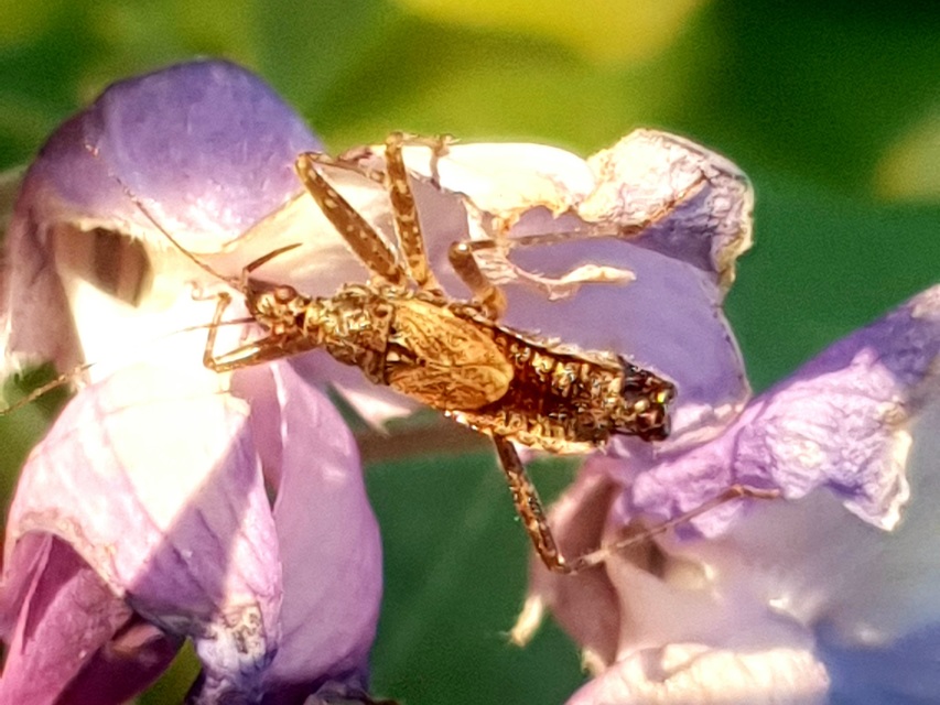Himacerus