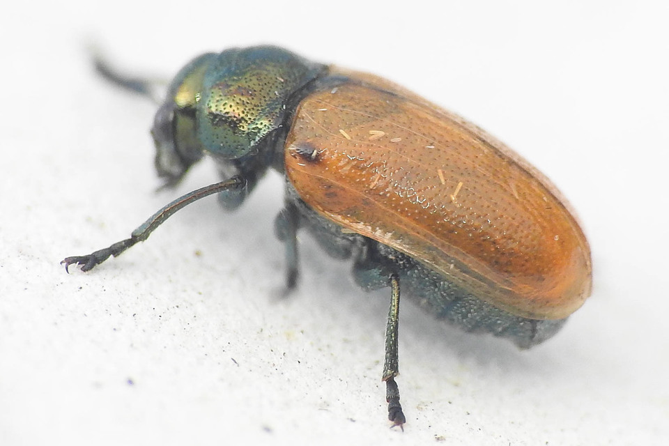 Labidostomis Labidostomis