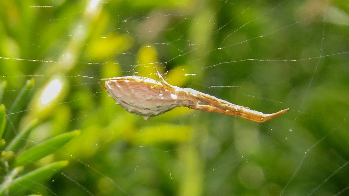 Uloborus walckenaerius - derespók