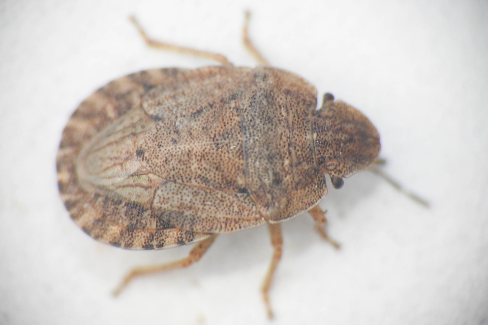 Sciocoris Sciocoris