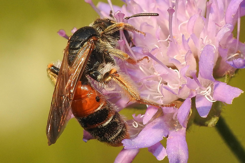 Andrena hattorfiana