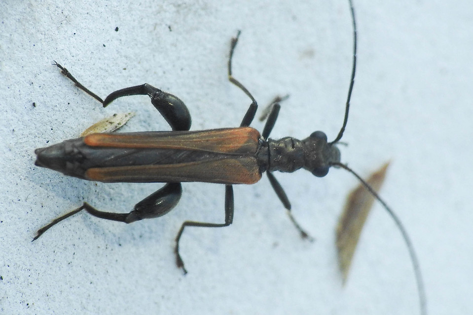 Oedemera femorata - sárgahátú álcincér