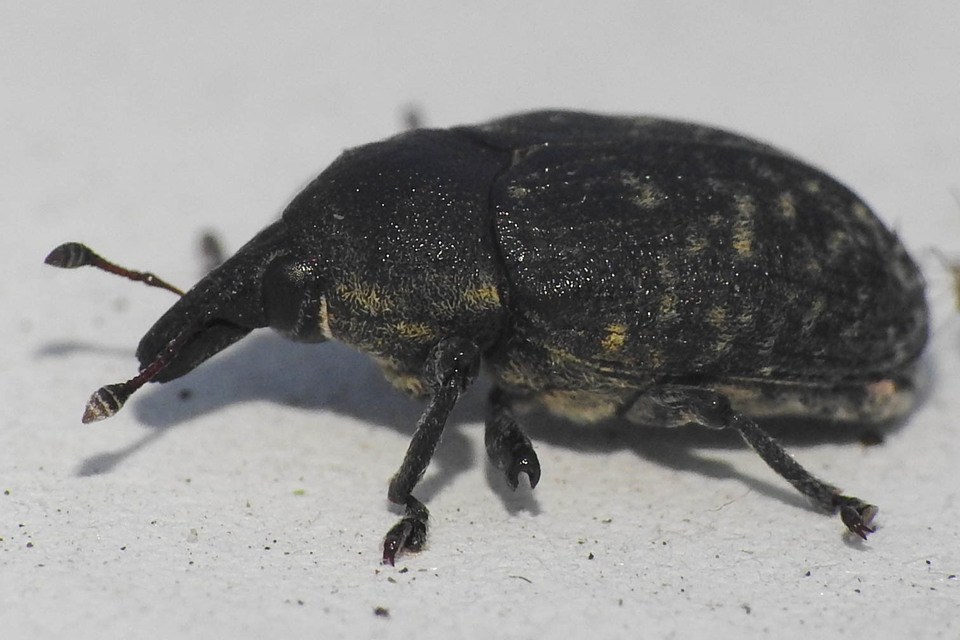 Larinus turbinatus - kúposorrú púderbarkó