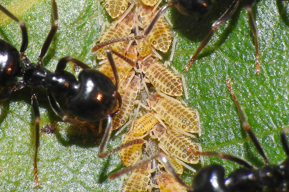 Panaphis juglandis