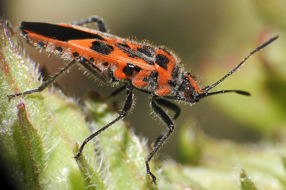 Corizus hyoscyami - piros karimáspoloska