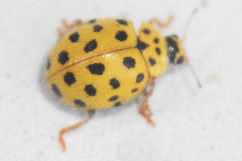 Psyllobora vigintiduopunctata - huszonkétpettyes katica