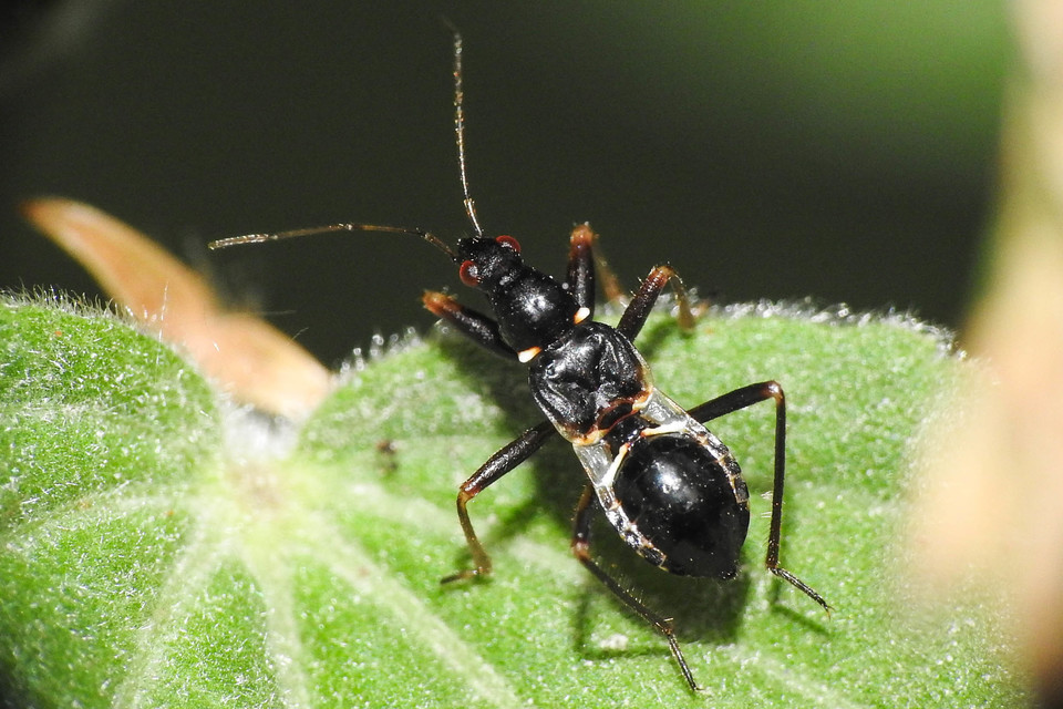 Himacerus mirmicoides - csalán-tolvajpoloska