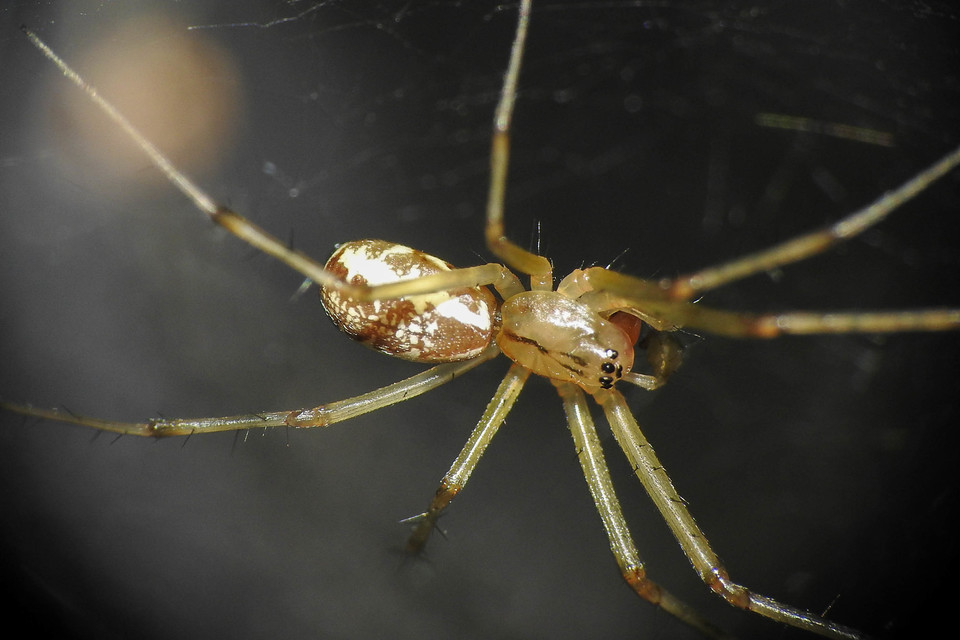 Linyphiidae - vitorláspókok