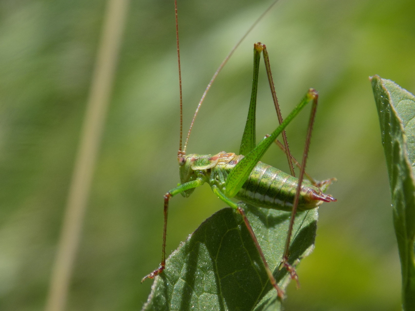 Leptophyes albovittata - közönséges virágszöcske