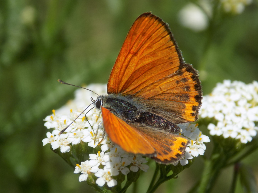 Lycaena thersamon - kis tűzlepke