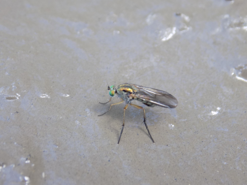 Dolichopus