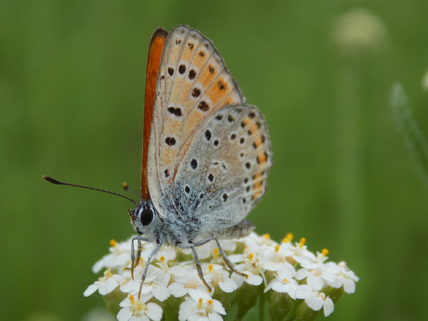 Lycaena thersamon - kis tűzlepke