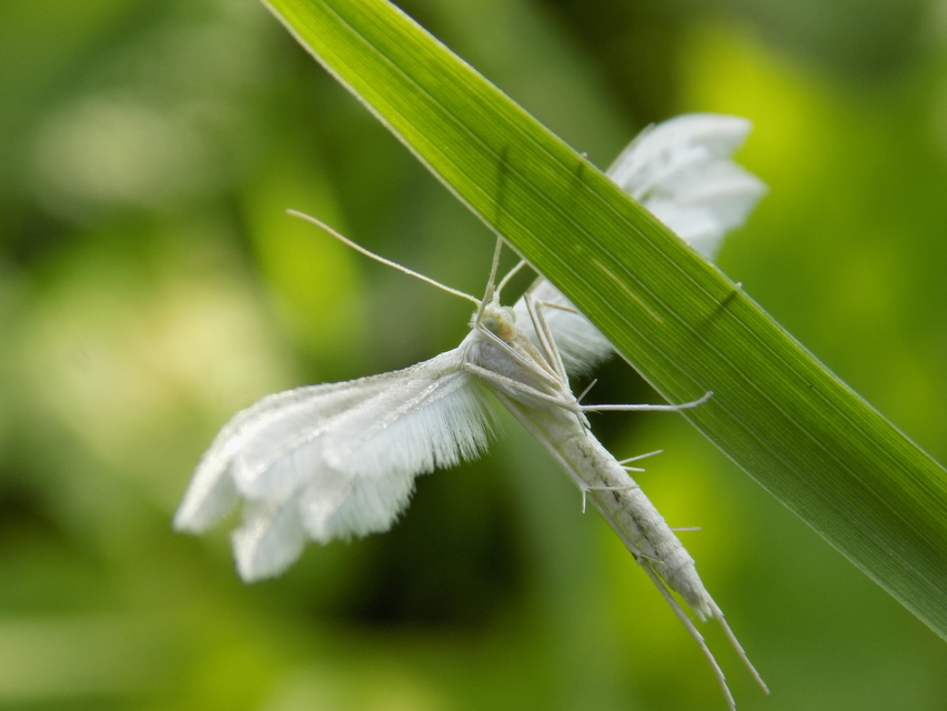 Pterophorus pentadactyla - fehér tollasmoly