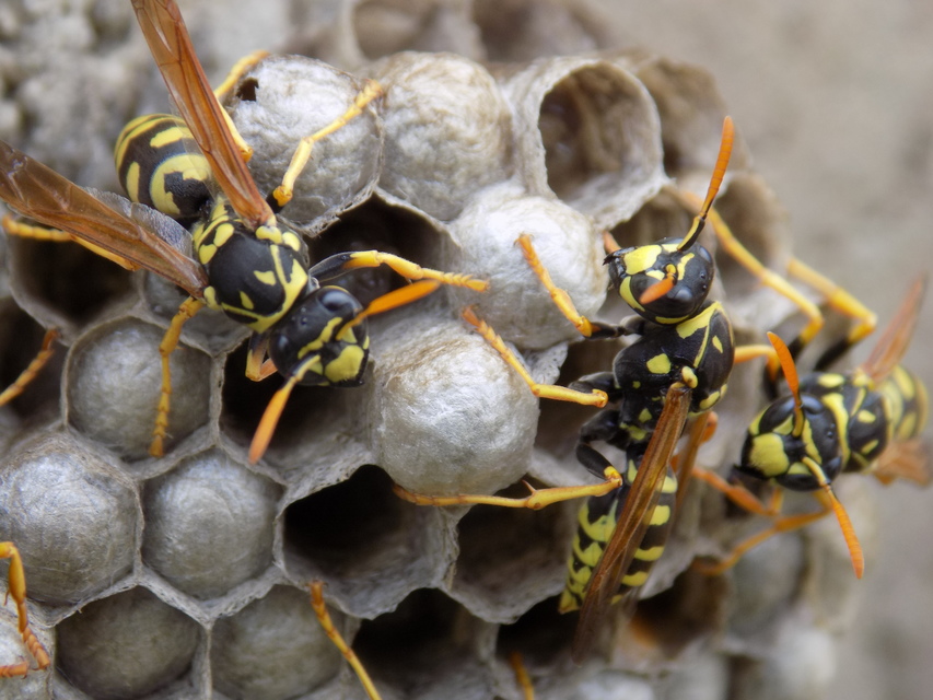 Polistes dominulus - déli papírdarázs