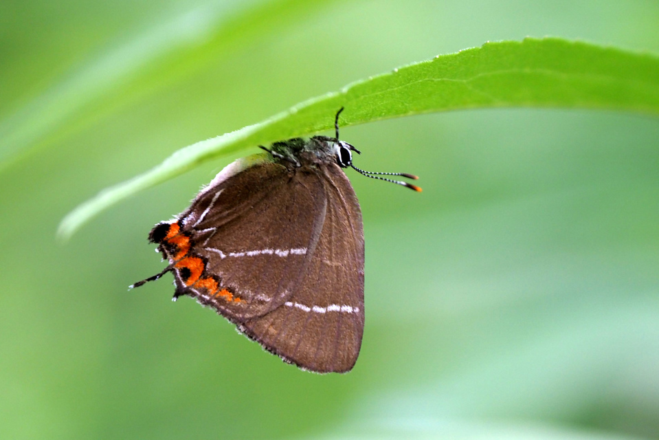 Satyrium w-album - szilfa-csücsköslepke