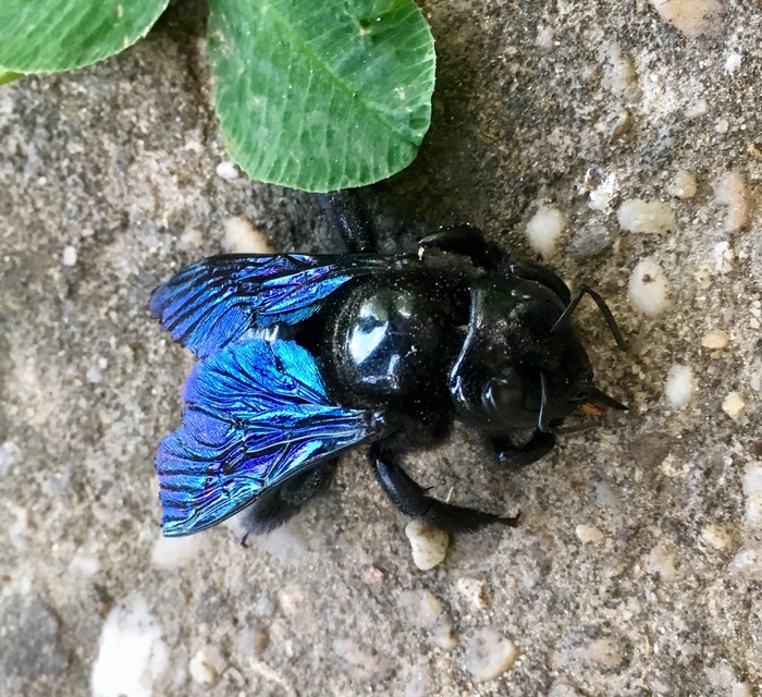 Xylocopa valga - gyakori fadongó