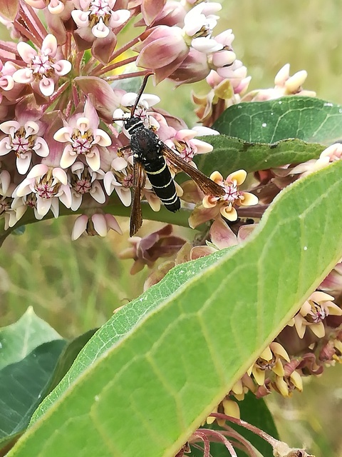 Sesiidae - szitkárfélék