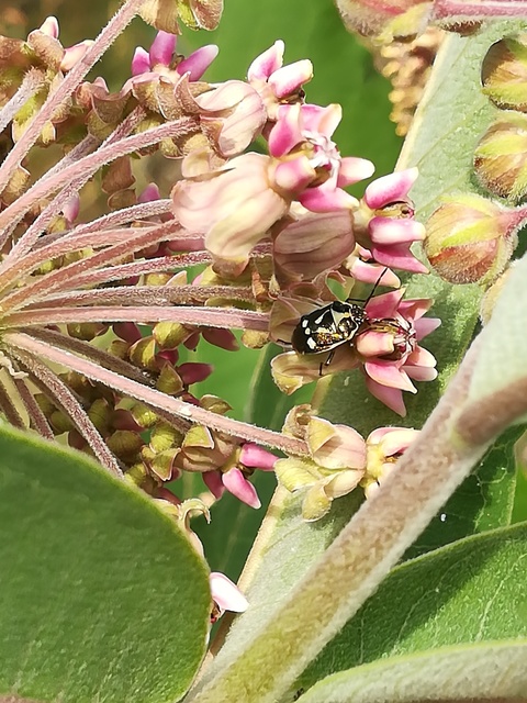 Eurydema oleracea - paréjpoloska Eurydema oleracea - paréjpoloska