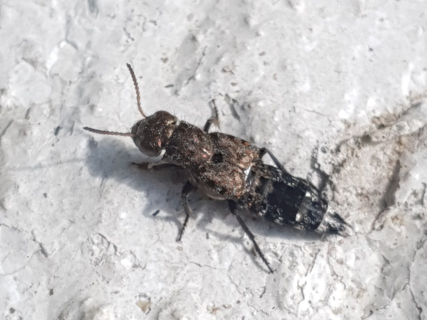 Ontholestes murinus - márványos holyva