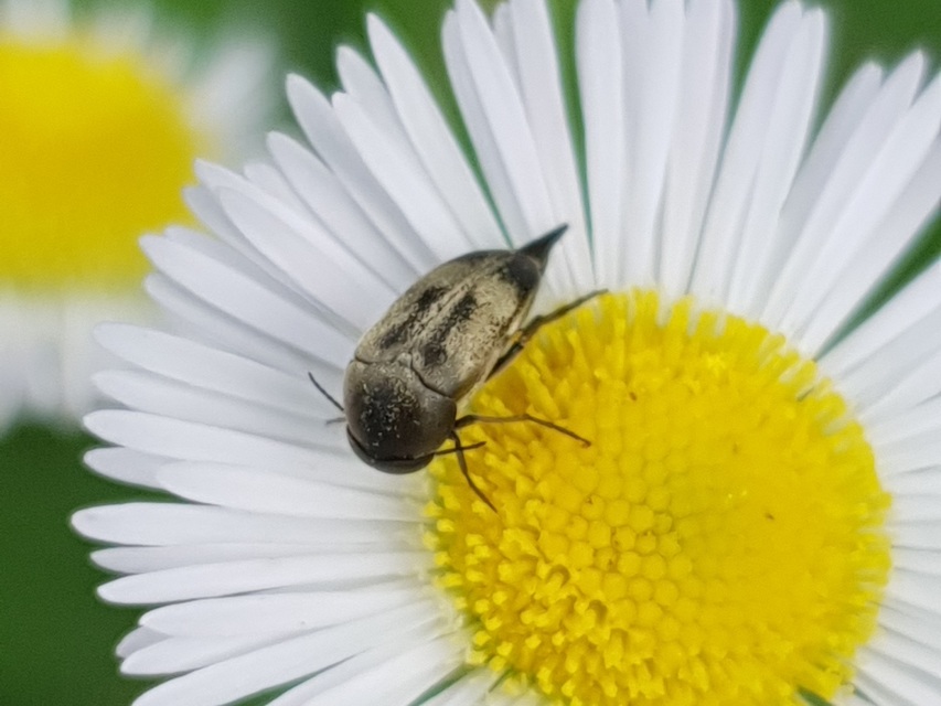 Tomoxia bucephala - kúptestű maróka