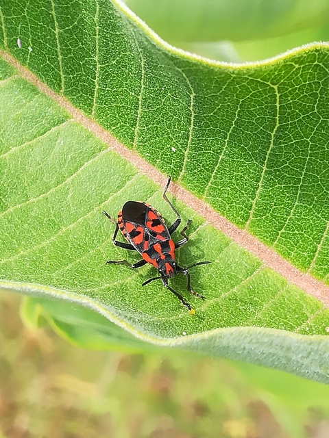 Spilostethus saxatilis - virágbodobács