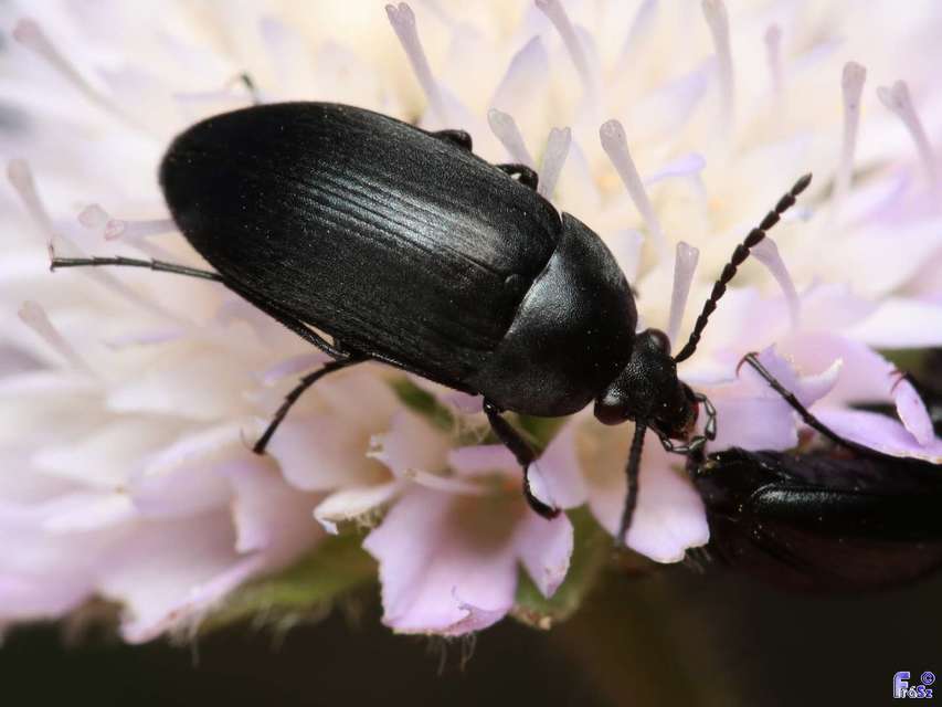 Podonta nigrita - szerecsenbogár