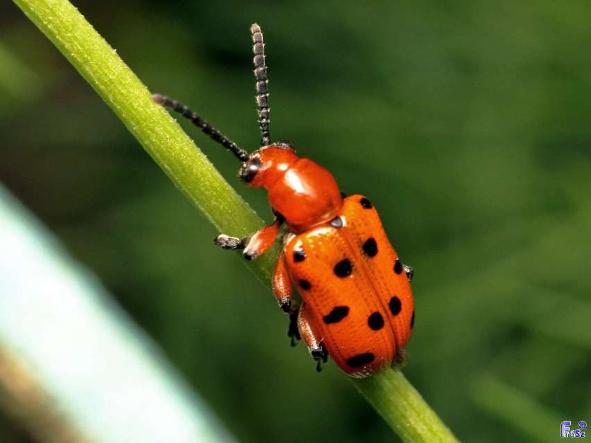 Crioceris duodecimpunctata - tizenkétpontos spárgabogár